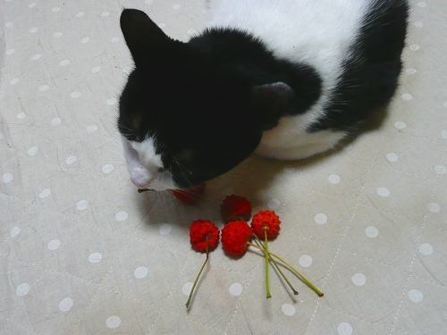 P1050096.jpg