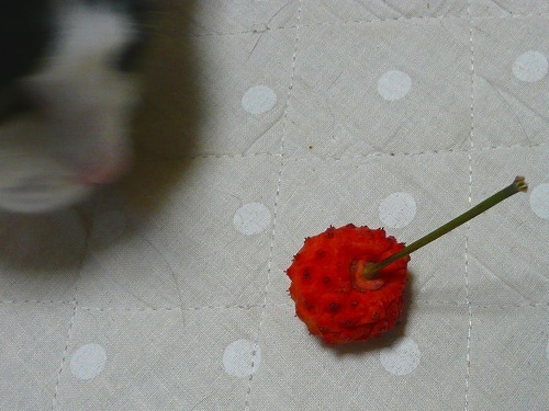 P1050097.jpg