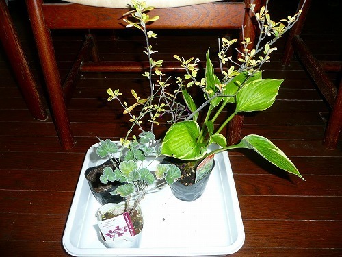 P1050103.jpg