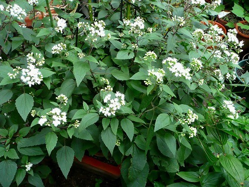 P1050167.jpg