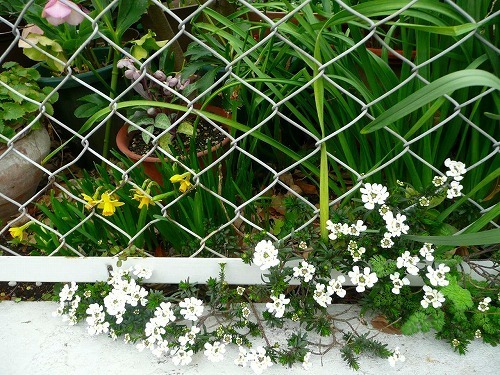 P1050530.jpg
