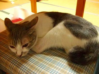 トマトちゃん、くつろぎ中