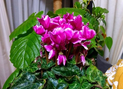 IMG_20181207_222012909.jpg