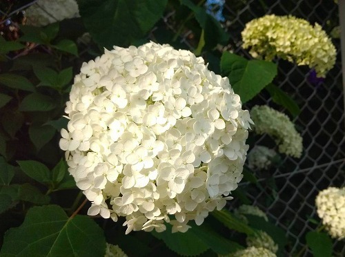 IMG_20190608_160937404.jpg