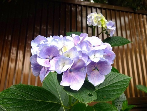 IMG_20190612_163531144.jpg