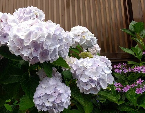 IMG_20190612_163608846.jpg