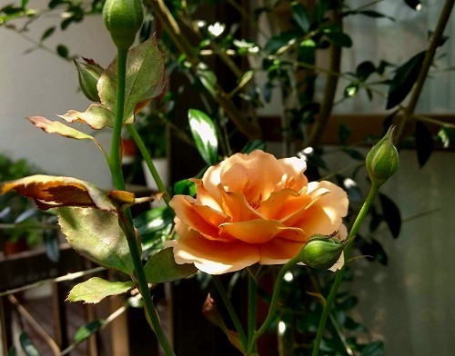 IMG_20190619_112739604_HDR.jpg