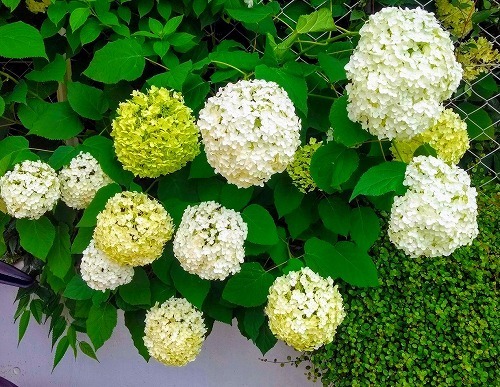 IMG_20190625_094012156_HDR-EFFECTS.jpg