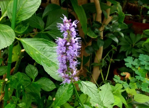 IMG_20190713_142644151.jpg