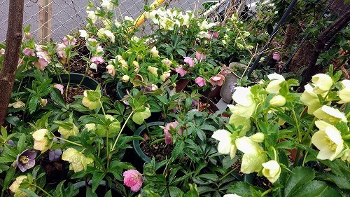 IMG_20200226_103138797.jpg