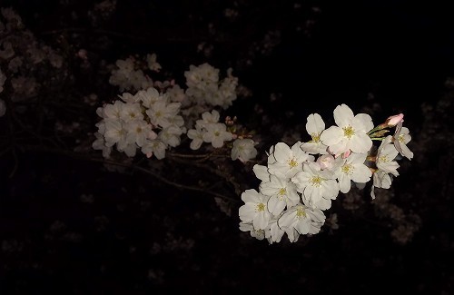 IMG_20200322_183527632.jpg