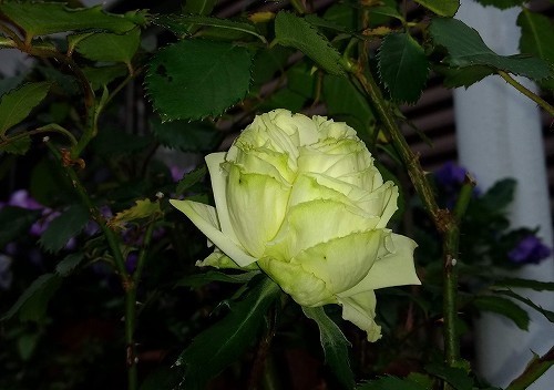 IMG_20200417_163926864.jpg