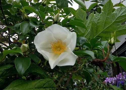 IMG_20200417_164019643_HDR.jpg