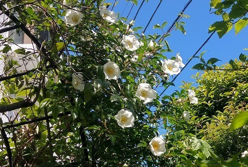 IMG_20200419_111719977_HDR.jpg