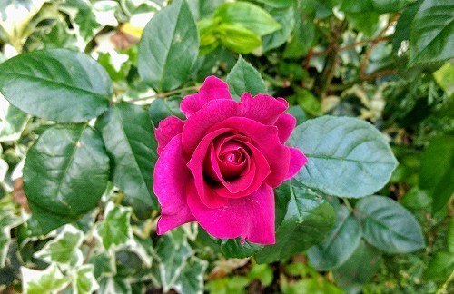IMG_20200507_174204189.jpg