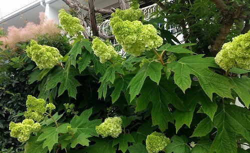 IMG_20200518_091522478.jpg
