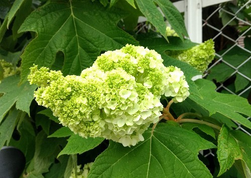 IMG_20200521_164229825.jpg