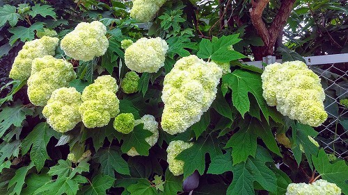 IMG_20200531_092015583_HDR-EFFECTS.jpg