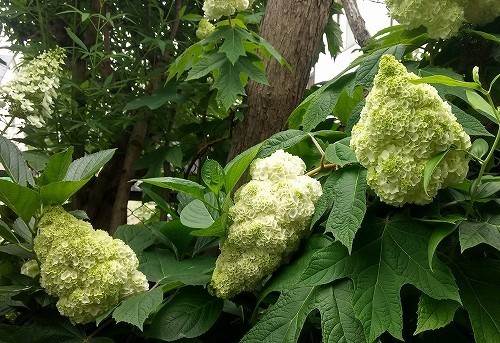 IMG_20200531_114340413_HDR.jpg
