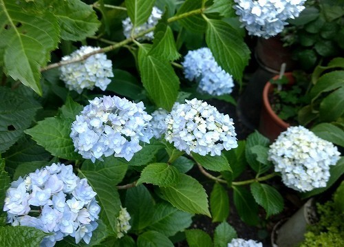 IMG_20200602_162424748_HDR.jpg