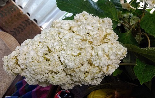 IMG_20200607_133617863.jpg