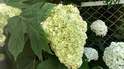 IMG_20200617_172604719_HDR.jpg