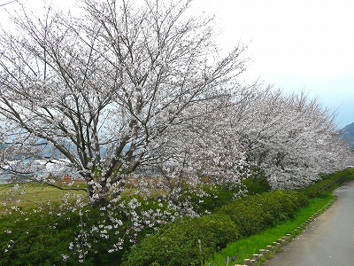 P1010390.jpg