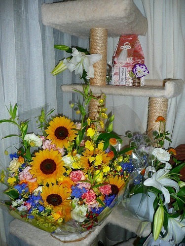 P1050029.jpg