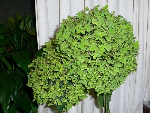 P1050063.jpg
