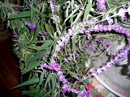P1050321.jpg