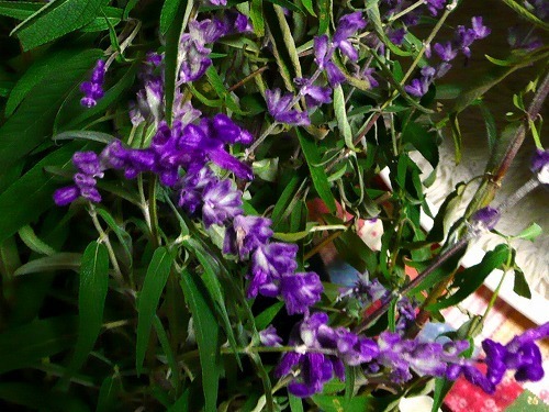 P1050322.jpg