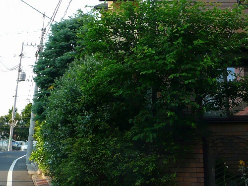 P1050699.jpg