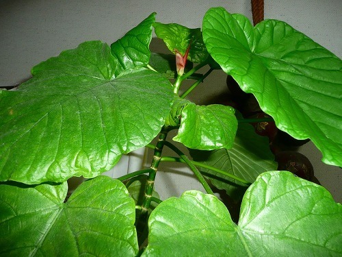 P1050846.jpg