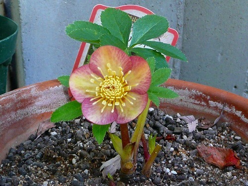 P1060319.jpg