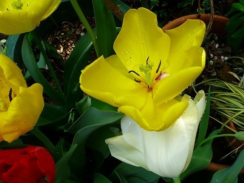 P1060531.jpg