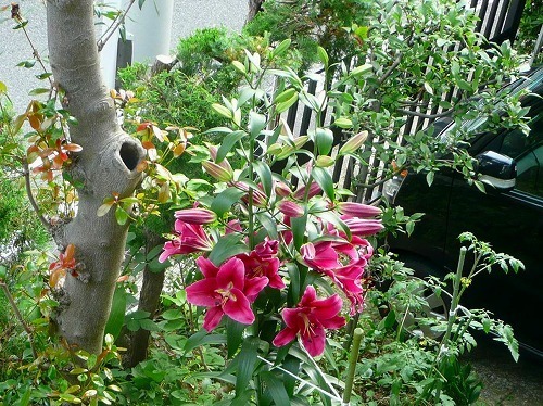 P1070393.jpg
