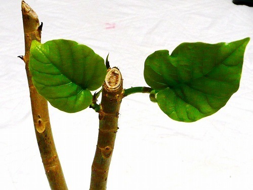 P1070426.jpg
