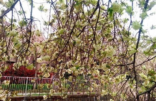 P_20170417_142756.jpg