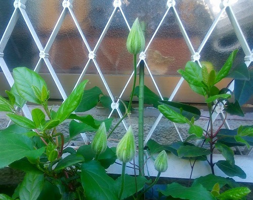 P_20170423_141917.jpg