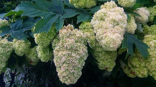 P_20180613_170435.jpg