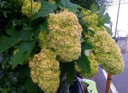 P_20180613_170703.jpg
