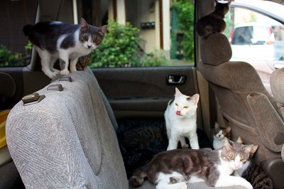 車内生活猫たち