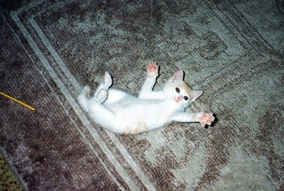 img004.jpg
